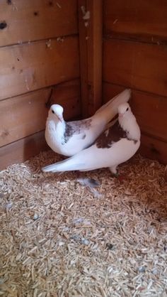 two white birds sitting on top of hay in a barn