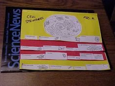 an instruction manual for cell structures sits on a table