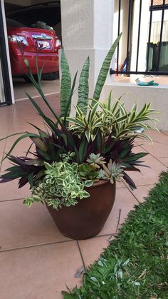 a large potted plant sitting on top of a tiled floor next to a red car