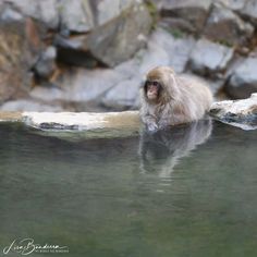 a monkey sitting on top of a rock in the water