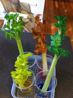 three plastic cups filled with different types of vegetables