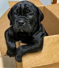 a black puppy is sitting in a cardboard box with its paws on the top of it