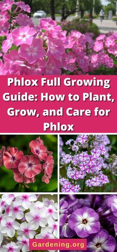 pink and white flowers with the words phlox full growing guide how to plant, grow