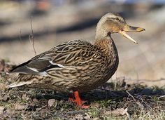 a duck standing on the ground with its mouth open