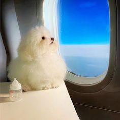 a small white dog sitting next to an airplane window