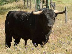 a large black bull standing on top of a grass covered field next to a fence