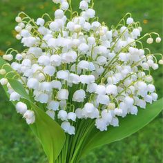 a bouquet of white flowers sitting on top of a lush green field