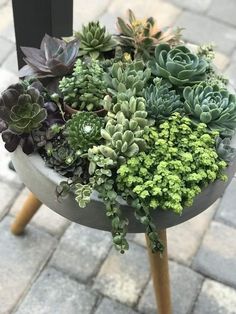 there is a potted plant on top of a table with some plants growing out of it