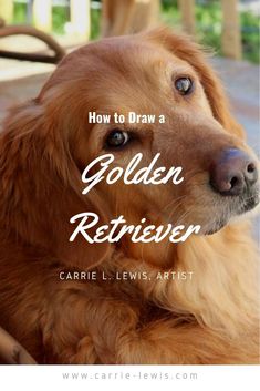 a golden retriever with the words how to draw a golden retriever on it