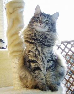 a long haired cat sitting on top of a scratching post in front of a window