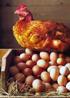 a chicken sitting on top of a box full of eggs next to some brown ones