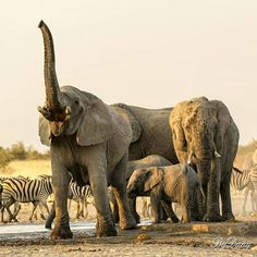 an adult elephant and two baby elephants are standing in front of a herd of zebras