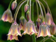 pink flowers with drops of water on them hanging from the stems in front of a black background