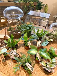 a table topped with lots of potted plants on top of a wooden table next to a glass dome