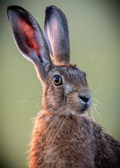 a close up of a rabbit's face with its ears wide open and looking straight ahead