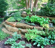 a garden filled with lots of different types of plants and flowers on top of rocks