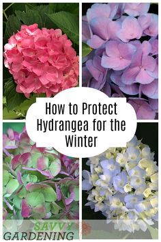 four different types of hydrangeas with the words how to protect hydrangea for the