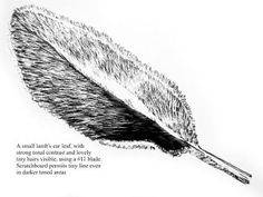 an ink drawing of a feather quill with the caption'a small lambs ear, but still strong external and lovely