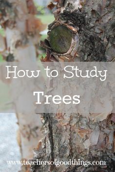 a tree with the words how to study trees on it and an image of a tree trunk