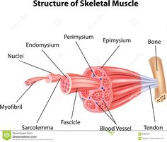 the structure of skeletal muscle labeled in english and german words stock image - muscles diagram