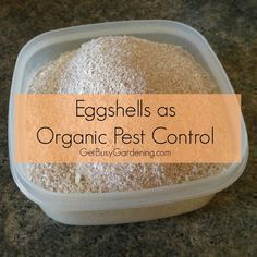 eggshells as organic pest control in a plastic container on a granite countertop