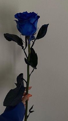 a blue rose is being held up by someone's hand in front of a white wall