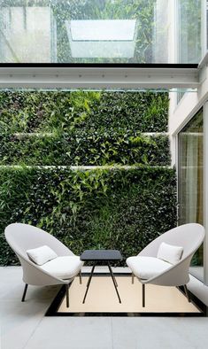 two white chairs sitting next to each other in front of a wall covered with plants