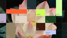 an image of a flower that is in the middle of color swatches and squares