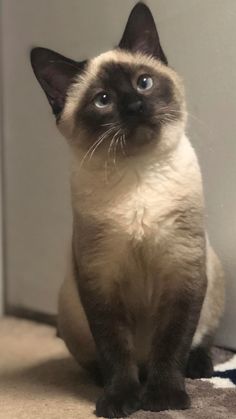 a siamese cat sitting on top of a rug looking up at the camera with blue eyes