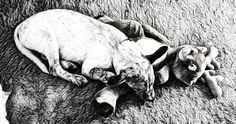 a black and white drawing of a dog laying on the ground next to a stuffed animal