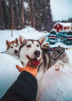 two husky dogs in the snow being petted by a person with a sled