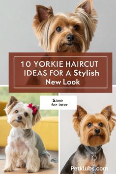 the top 10 yorkie haircuts for a stylish new look cover