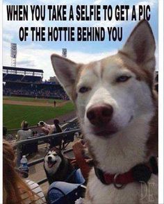 a dog is sitting in the stands at a baseball game and has its head tilted to the side