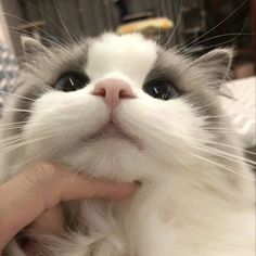 a close up of a person petting a white and gray cat with blue eyes