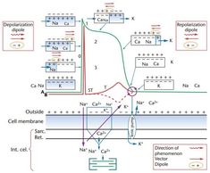 the diagram shows different types of cell membranes and their corresponding connections to each other