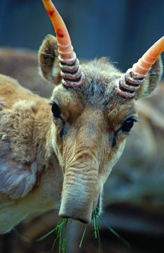 an animal with long horns eating grass in its mouth