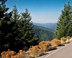 an empty road in the mountains with trees on both sides and bushes to the side