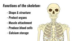 the skeleton is labeled in several different ways