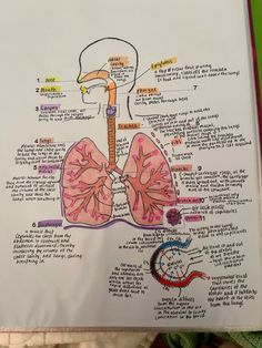 a diagram of the human body and organs