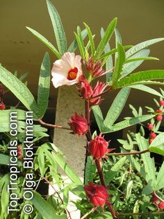 a white and red flower is in the middle of some green plants with pink flowers