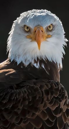 an eagle is looking at the camera while standing in front of a black background with its head turned to the side