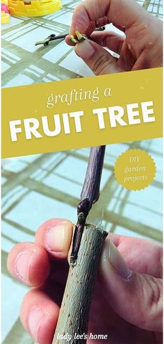 a person holding a branch with the words grafting a fruit tree