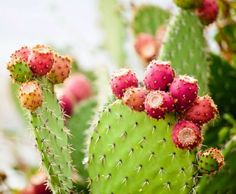 a cactus with pink flowers and green leaves