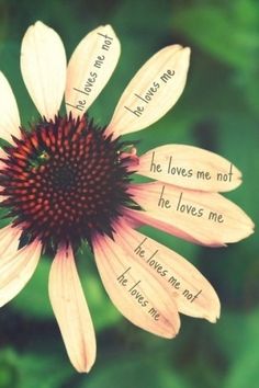 a close up of a flower with words written on it and leaves in the background