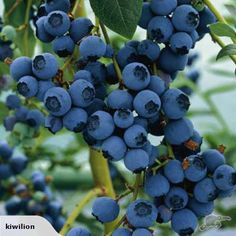 some blue berries are growing on the tree