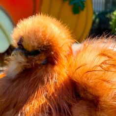 Lavern Clarke | Chickens keeping tip on Instagram: "Our golden boys from our buff silkies coop, no sugar coating, just pure sweetness! 🍯🐝🧡"