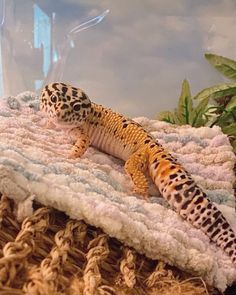 a small gecko laying on top of a blanket