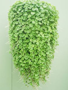 a green plant hanging from the side of a wall