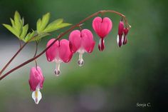 pink flowers are hanging from a branch with green leaves