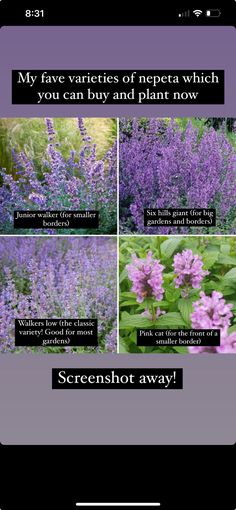 some purple flowers and green plants with words on them that say, my favorite varieties of nepeta which you can buy and plant now